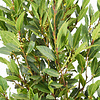 Laurus Nobilis Struik M