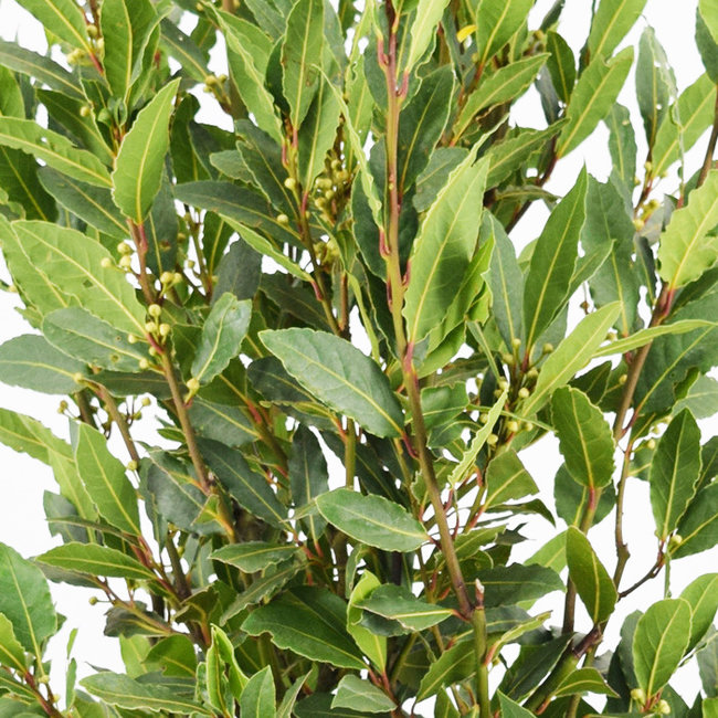 Laurus Nobilis Struik M