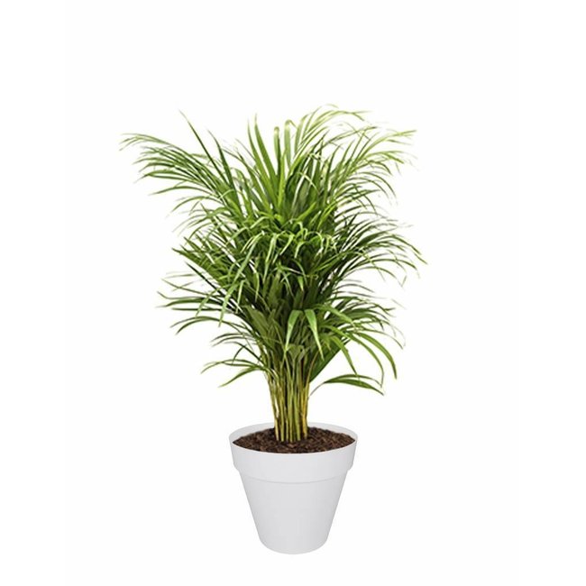 Plantenpakket palm en vetplanten in  Urban pot
