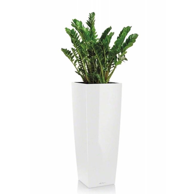 Zamioculcas in Zelfwatergevende Alto