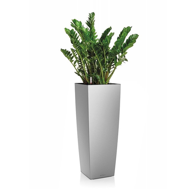 Zamioculcas in Zelfwatergevende Alto