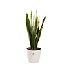 Sansevieria Laurentii in Elho pot