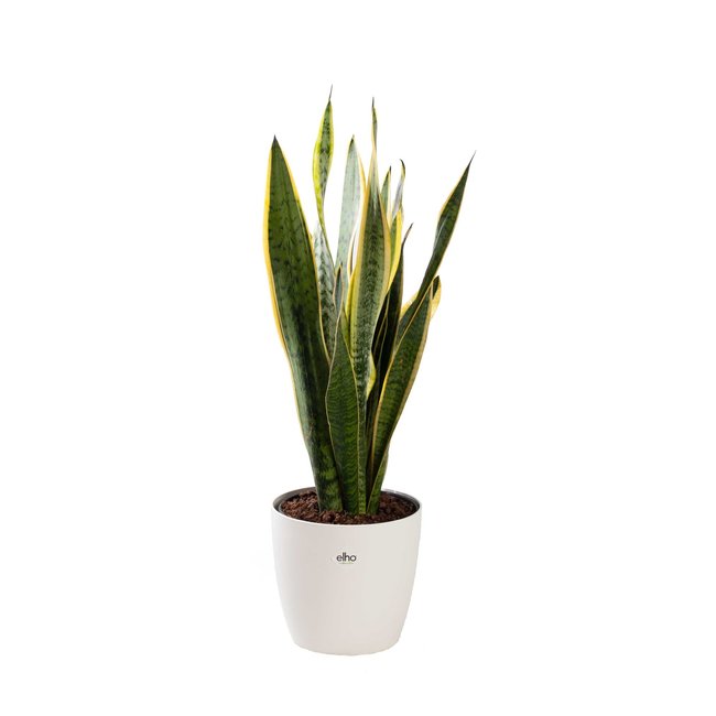 Sansevieria Laurentii in Elho pot