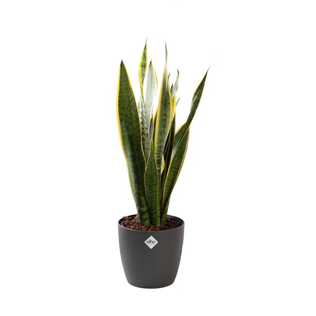 Sansevieria Laurentii in Elho pot