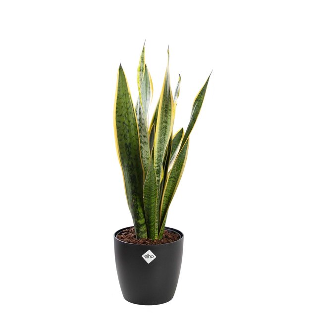 Sansevieria Laurentii in Elho pot