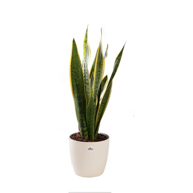 Sansevieria Laurentii in Elho pot