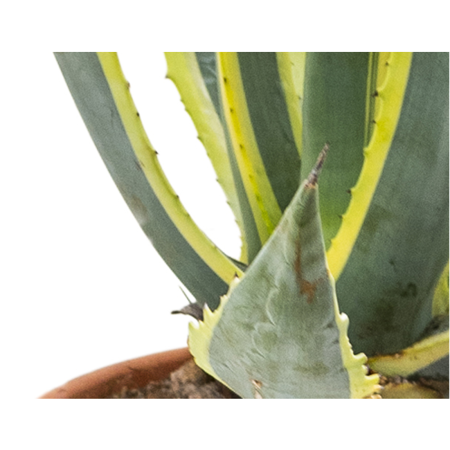 Agave Americano