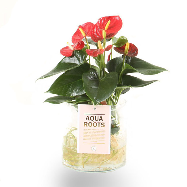 Aqua Roots Red Anthurium