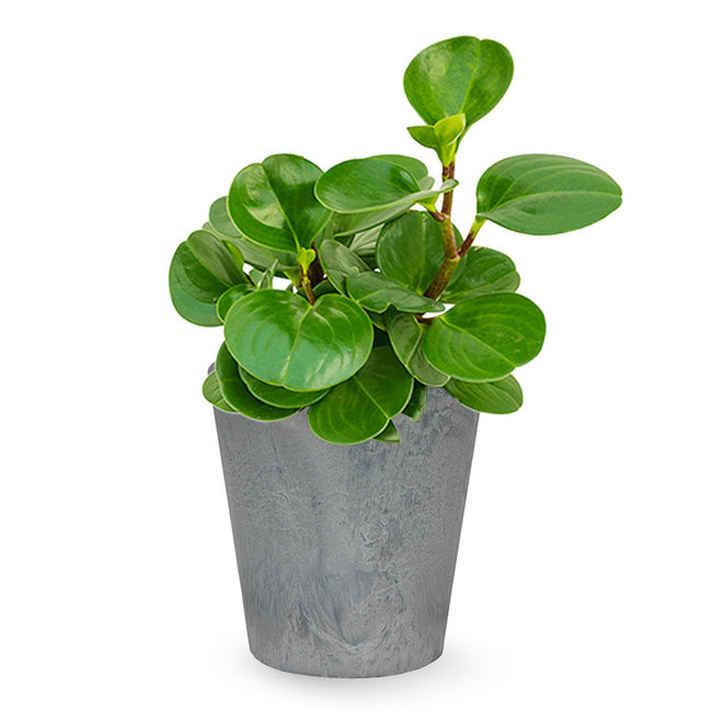 Peperomia obtusifolia in Artstone