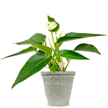 Babyplant Anthurium wit
