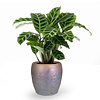 Calathea zebrina in  Amora Luster S