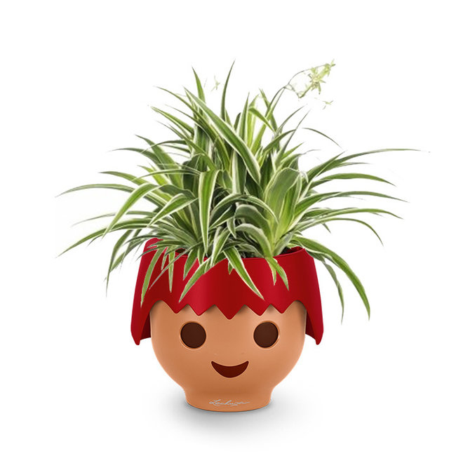 Spiderplant Ocean in Ojo Kids Pot