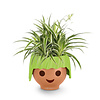 Spiderplant Ocean in Ojo Kids Pot