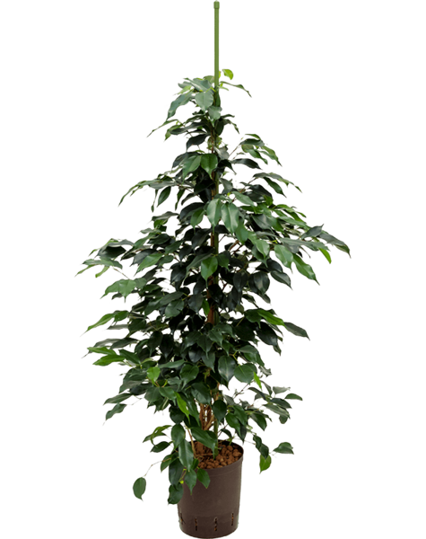 Hydroplant Ficus danielle