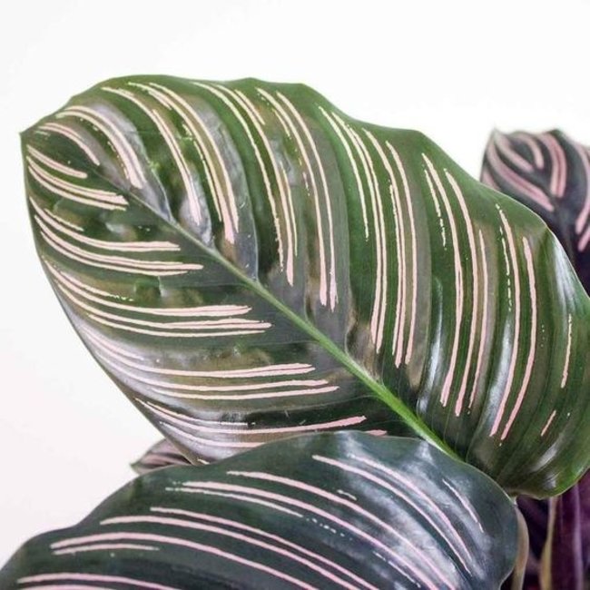 Calathea Ornata