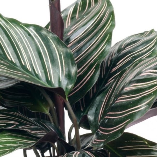 Calathea Ornata