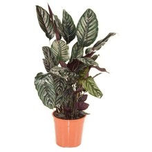 Calathea