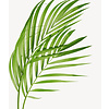 Goudpalm Areca in Zelfwatergevende Quadro