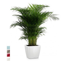 Lechuza Lechuza | Areca