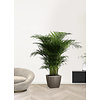 Goudpalm Areca in Zelfwatergevende Quadro