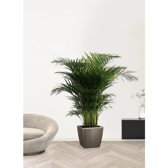 Goudpalm Areca in Zelfwatergevende Quadro