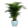 Goudpalm Areca in Zelfwatergevende Quadro