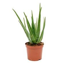 Aloe