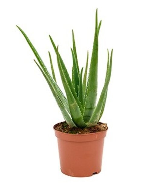 Aloe