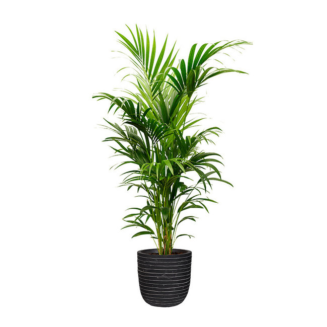 Kentia Palm in Bol Pot