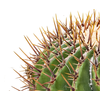 Echinocactus Ingens