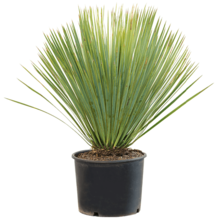 Yucca Palmlelie Rostrata L