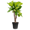 Ficus Lyrata vertakt M