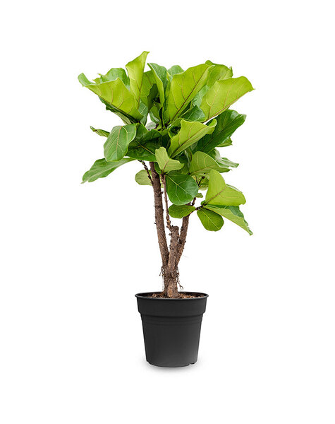 Ficus Lyrata