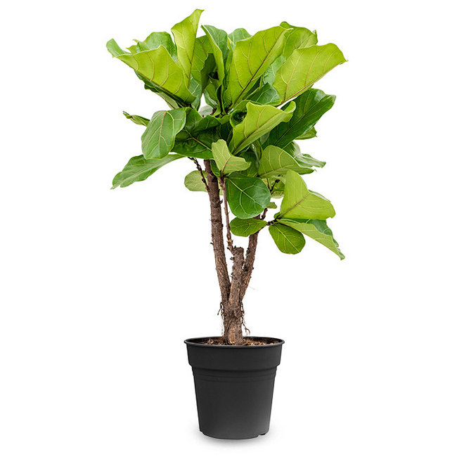 Ficus Lyrata vertakt M