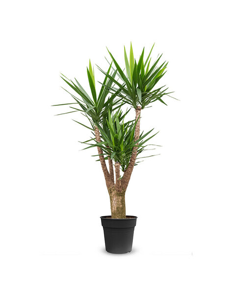 Yucca