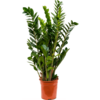 Zamioculcas Duinplant