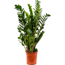 Zamioculcas