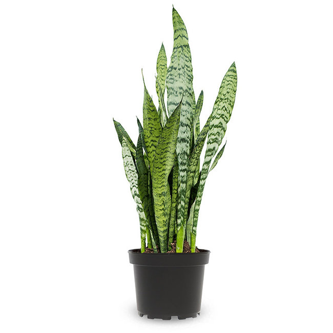 Sansevieria Black Coral