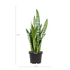 Sansevieria Black Coral