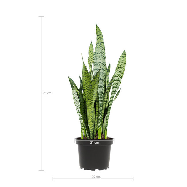 Sansevieria Black Coral