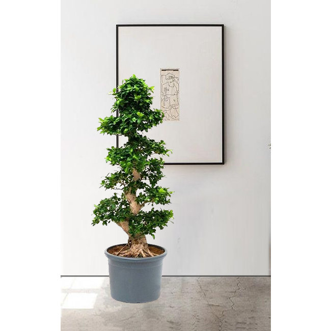 Ficus Bonsai XXXL