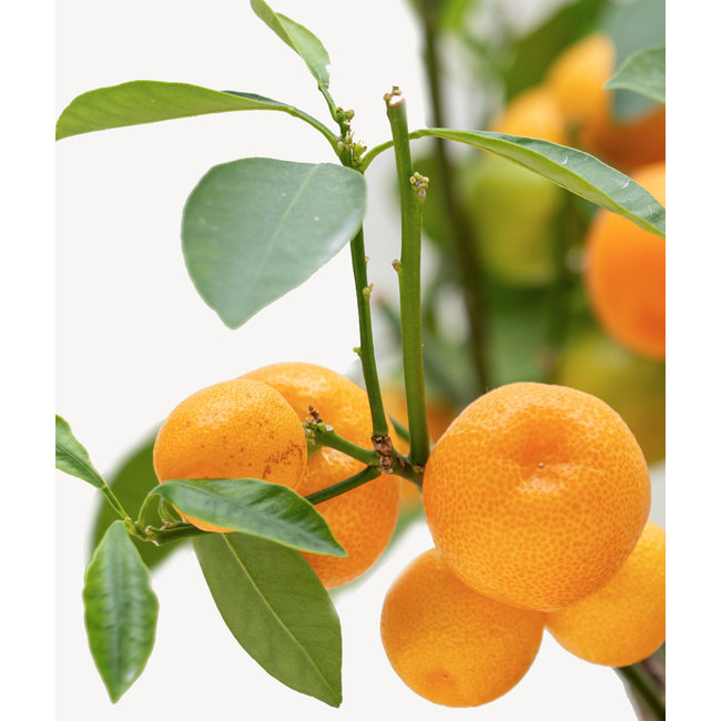 Sinaasappelboom XXXL