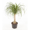 Beaucarnea Flesseboom L