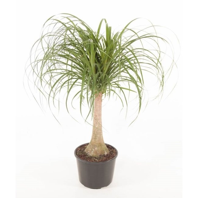 Beaucarnea Flesseboom L