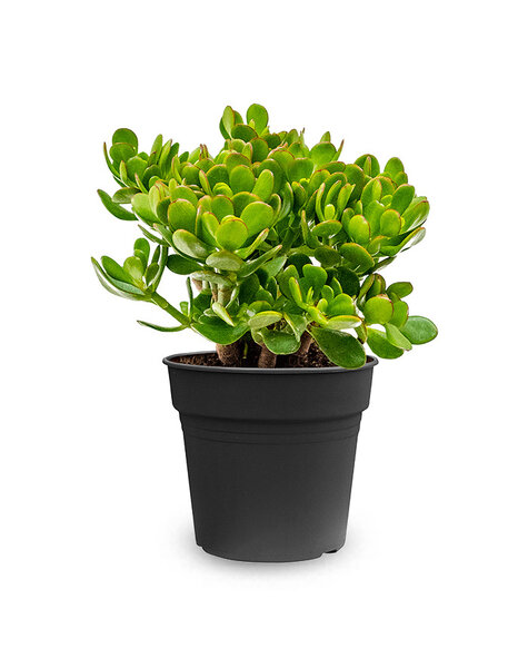 Crassula