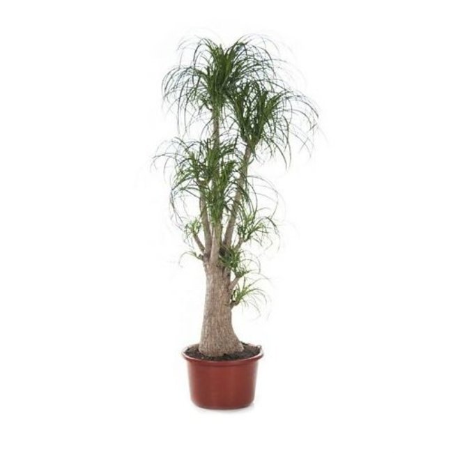 Flesseboom Beaucarnea vertakt XL