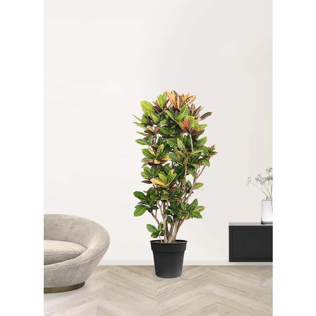 Croton Wonderstruik Iceton XXL