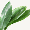 Aspidistra Eliator S