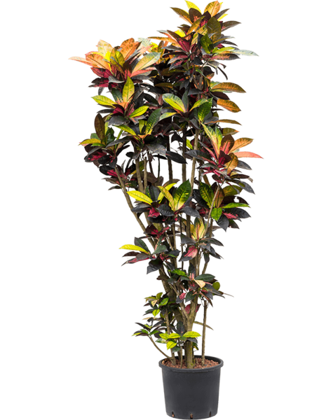 Hydroplant Croton