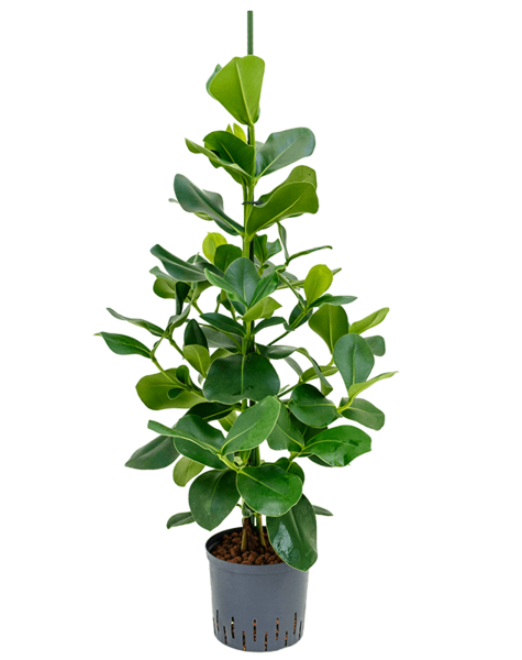 Hydroplant Clusia